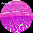 VIC48 Histology Lab Slides 25pcs Human Tissue Microscope Slides Oem Service