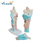 Learning Resources Magnified Human Larynx Model 3 Time Enlarged VIC-301