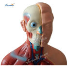 Bilological Human Torso Anatomy Model 42cm Sexless Torso 18 Parts