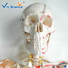180cm Tall Life Size Anatomical Skeleton  For Medical Students With Muscles And Ligaments