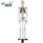 Lab Educational Anatomical Skeleton Model With Spinal Nerves  VIC-102A