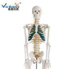Lab Educational Anatomical Skeleton Model With Spinal Nerves  VIC-102A