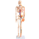 85CM Full Body Skeleton Anatomy With Nerves And Blood Vessels VIC-102B