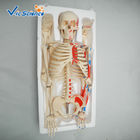 Medical Science 85cm Anatomical Skeleton Model For Anatomy Class With Painted Muscles