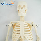 45cm Mini Anatomical Skeleton Model Anatomically Correct Skeleton 3d Model