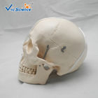 Deluxe Anatomical Skeleton Model Skull Style D Medical Plastic Skull Anatomy VIC-104D