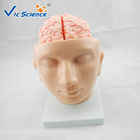 Commercial Teaching Head Brain Anatomy With Arteries VIC-318
