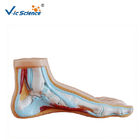 Non - Toxic Human Anatomical Model Normal Flat  Anatomical Foot Model VIC-326