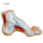 Non - Toxic Human Anatomical Model Normal Flat  Anatomical Foot Model VIC-326