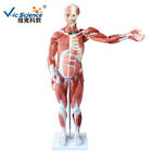 Medical Science  Male Human Muscle Anatomy 3d Model 80cm 27 Parts VIC-334