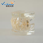 Natural Size Dental Study Models VIC-B2  24pcs Plastic Orthodontic Teeth Model