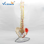 Medical Real Human Skeleton Model Vertebral Column With Pelvis And Painted Muscles
