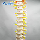 Medical Real Human Skeleton Model Vertebral Column With Pelvis And Painted Muscles