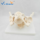 Educational Anatomical Skeleton Model VIC-127 Birth Demonstration Model Medical