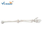 VIC-122  Lower Extremity Anatomically Correct Skeleton 3d Model Apply In Medical Science
