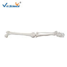 Upper Extremity Anatomical Skeleton Model VIC-121 Medical Skeleton Model