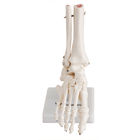 PVC Foot Joint Anatomical Skeleton Educational Model Life Size VIC-113