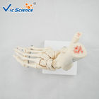 PVC Foot Joint Anatomical Skeleton Educational Model Life Size VIC-113