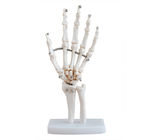Life Size Anatomical Skeleton Model VIC-114 Hand Joint Real Human Skeleton Model