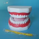 Plastic Dental Model Of Tooth Anatomical Model With 32 Tooth Dental Teaching Model