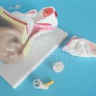 Plastic Ear Anatomy Model Medical Science Human Ear Anatomical Teaching Model