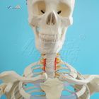 170cm Plastic Anatomical Skeleton Model Human Body Anatomical Teaching Model