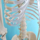 170cm Plastic Anatomical Skeleton Model Human Body Anatomical Teaching Model