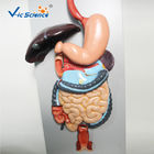 Medical Science Human Digestive System Display Simulation Anatomy Model
