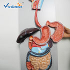 Medical Science Human Digestive System Display Simulation Anatomy Model
