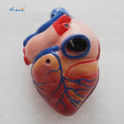 New Style Life-Size Heart Model Enlarged Cardiac Planing Model