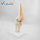 Medical Anatomical Ligament Plastic Knee Joint Anatomy Skeleton Model Of Articulation
