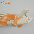 Plasric Human Skeleton Model Life - Size Foot Joint With Ligaments Teaching Models