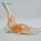 Plasric Human Skeleton Model Life - Size Foot Joint With Ligaments Teaching Models