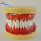 Standard Dental Study Models 28/32 Pcs Typodont Model For Bilological