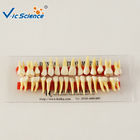 School Student Dental Study Models Anatomically Rooted Two Colors Teeth Model