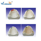 Producing Steps Of Marilan Bridge Dental Study Models For Teeth Teaching
