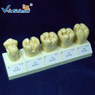 Standard Rubber Teeth Mould Dental Teaching Model , Study Models In Dentistry