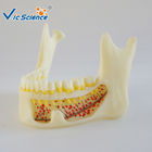 Mandible Hinge Buccal Teeth Models Dental Anatomy For Medical Teaching
