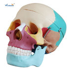 PVC Human Skull And Brain Model For Medical Science Teaching