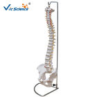 Vertebral Column Anatomical Skeleton Model With Pelvis And Painted Muscles