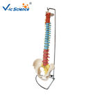 Vertebral Column Anatomical Skeleton Model With Pelvis And Painted Muscles