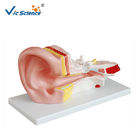 Middle Ear Medical Science Human Anatomical Model For School Study