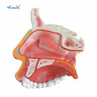Vic Science Nasal Cavity Model , Human Nose Model For School Bilological Class