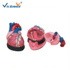 VIC -307 Jumbo Heart Model Human Anatomical Model CE Certified