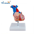 Life - Size Heart Human Anatomical Model For Medical Promotion Gift
