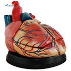 Eco - Friendly PVC Jumbo Heart Model Life Size Human Organ Model