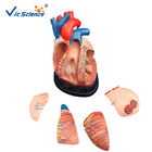 CE Vic Science Middle Heart Human Anatomical Model Teachers Doctor Using