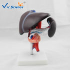 Liver Pancreas And Duodenum Human Anatomical Model Medical Science Model
