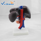 Liver Pancreas And Duodenum Human Anatomical Model Medical Science Model