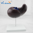 Medical Science Teaching Human Organ Model Liver Eco - Friendly PVC